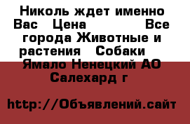 Николь ждет именно Вас › Цена ­ 25 000 - Все города Животные и растения » Собаки   . Ямало-Ненецкий АО,Салехард г.